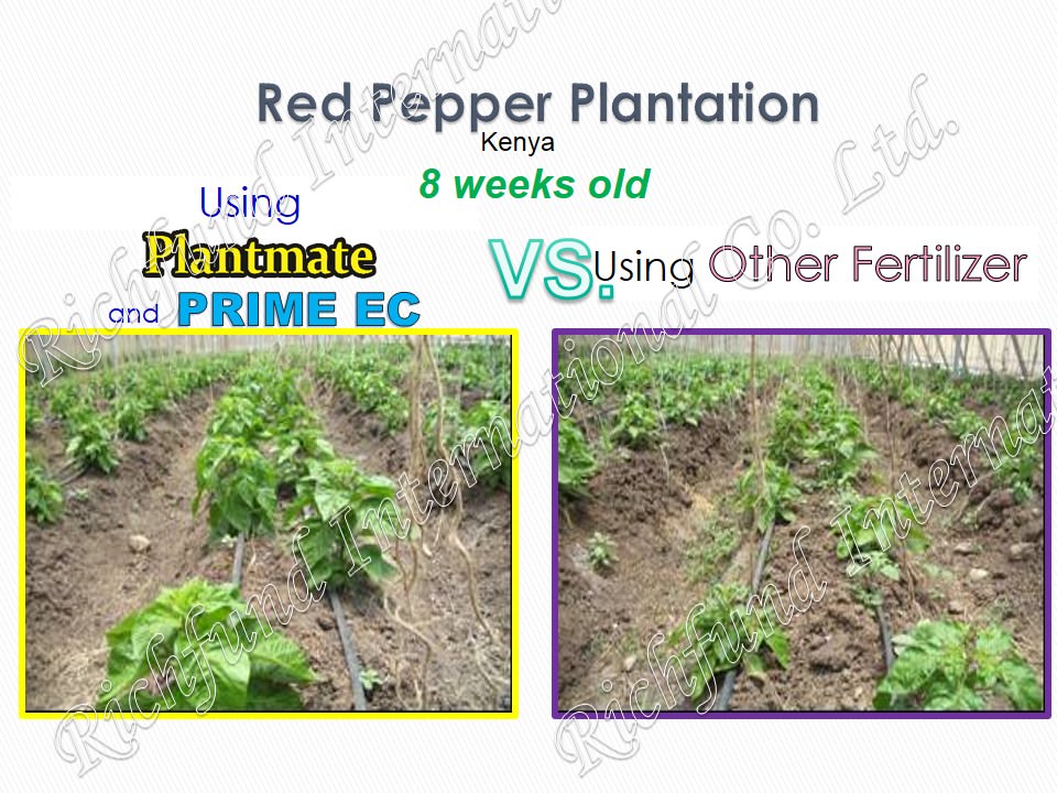 Best organic fertilizer in the Philippines Effective organic Fertilizer Seed germination Bacterial Chemically damage soil Rehabilitate Soil Pathogenic Bacteria El niño Drought Bacterial disease Making compost more potent Plantmate Organic Fertilizer Inter International Fertilizer International Organic Fertilizer PH Neutralization 5.5 pH Nuetral pH Weed Control Natural Herbicide Natural Insect Repellant Good Harvest