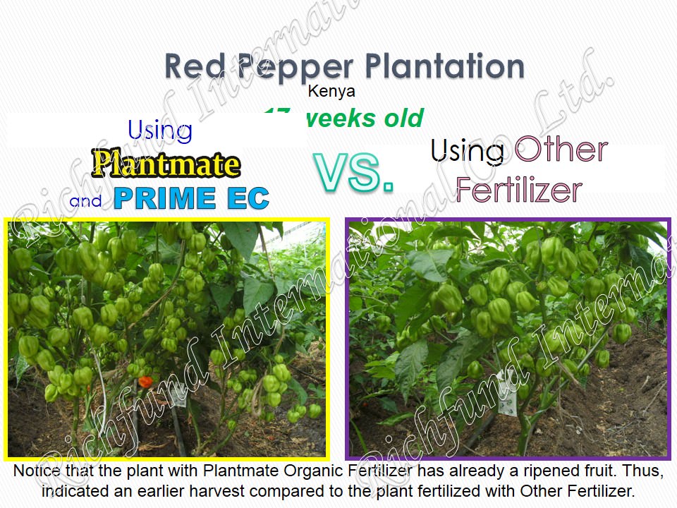 Best organic fertilizer in the Philippines Effective organic Fertilizer Seed germination Bacterial Chemically damage soil Rehabilitate Soil Pathogenic Bacteria El niño Drought Bacterial disease Making compost more potent Plantmate Organic Fertilizer Inter International Fertilizer International Organic Fertilizer PH Neutralization 5.5 pH Nuetral pH Weed Control Natural Herbicide Natural Insect Repellant Good Harvest